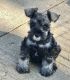 Miniature Schnauzer Puppies for sale in New York, NY, USA. price: $500
