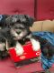 Miniature Schnauzer Puppies for sale in Bremerton, WA, USA. price: $700