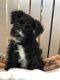 Miniature Schnauzer Puppies for sale in Waterloo, IN 46793, USA. price: NA