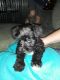 Miniature Schnauzer Puppies for sale in Eupora, MS 39744, USA. price: $500