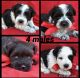 Miniature Schnauzer Puppies for sale in Milwaukee, WI, USA. price: $1,400
