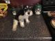 Miniature Schnauzer Puppies for sale in Blountsville, AL 35031, USA. price: NA