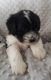 Miniature Schnauzer Puppies for sale in Sioux Falls, SD, USA. price: NA