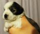 Miniature Schnauzer Puppies for sale in Altamonte Springs, FL, USA. price: NA