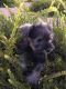 Miniature Schnauzer Puppies for sale in Queen Creek, AZ, USA. price: NA