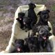 Miniature Schnauzer Puppies for sale in Dade City, FL, USA. price: NA