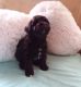 Miniature Schnauzer Puppies for sale in Lake Wylie, SC 29710, USA. price: NA