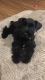 Miniature Schnauzer Puppies for sale in Auburndale, FL, USA. price: $1,000