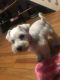 Miniature Schnauzer Puppies for sale in Woonsocket, RI 02895, USA. price: NA