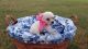 Miniature Schnauzer Puppies for sale in Muse, OK 74949, USA. price: NA