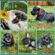 Miniature Schnauzer Puppies for sale in Salem, OR, USA. price: $400