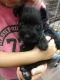 Miniature Schnauzer Puppies for sale in Harrah, OK, USA. price: NA
