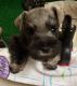 Miniature Schnauzer Puppies for sale in Cleburne, TX, USA. price: $650