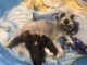 Miniature Schnauzer Puppies for sale in Goodyear, AZ, USA. price: NA