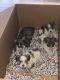 Miniature Schnauzer Puppies for sale in Phoenix, AZ 85041, USA. price: NA