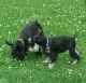 Miniature Schnauzer Puppies for sale in Knoxville, TN, USA. price: $600
