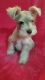 Miniature Schnauzer Puppies for sale in Florence, AL, USA. price: NA