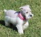 Miniature Schnauzer Puppies for sale in Bonham, TX 75418, USA. price: NA