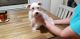Miniature Schnauzer Puppies for sale in Okmulgee, OK 74447, USA. price: $650