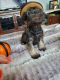 Miniature Schnauzer Puppies for sale in Jonesville, MI 49250, USA. price: NA