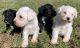 Miniature Schnauzer Puppies for sale in Howe, OK 74940, USA. price: NA