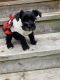 Miniature Schnauzer Puppies for sale in Wauwatosa, WI, USA. price: $800