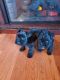 Miniature Schnauzer Puppies for sale in Bedford, IN 47421, USA. price: $700