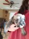 Miniature Schnauzer Puppies for sale in High Point, NC, USA. price: NA