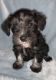 Miniature Schnauzer Puppies for sale in Bethlehem, GA, USA. price: $700