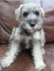 Miniature Schnauzer Puppies for sale in McKinney, TX, USA. price: NA