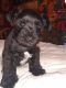 Miniature Schnauzer Puppies for sale in Bluff City, TN 37618, USA. price: $750