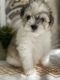 Miniature Schnauzer Puppies for sale in Orlando, FL, USA. price: NA