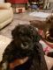 Miniature Schnauzer Puppies for sale in Converse, TX, USA. price: $1,000