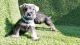 Miniature Schnauzer Puppies for sale in Los Angeles, CA, USA. price: $1,250