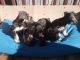 Miniature Schnauzer Puppies for sale in LaFollette, TN, USA. price: NA