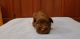 Miniature Schnauzer Puppies for sale in Orlando, FL, USA. price: $1,100