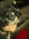 Miniature Schnauzer Puppies for sale in Lakewood Village, TX 75068, USA. price: $700