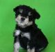 Miniature Schnauzer Puppies for sale in Gilbert, AZ, USA. price: $1,600
