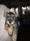 Miniature Schnauzer Puppies for sale in Cape Coral-Fort Myers, FL, FL, USA. price: $1,900