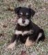 Miniature Schnauzer Puppies for sale in Sylvania, GA 30467, USA. price: NA