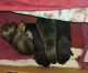 Miniature Schnauzer Puppies for sale in Colorado Springs, CO, USA. price: $400
