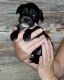 Miniature Schnauzer Puppies for sale in Chandler, TX 75758, USA. price: NA