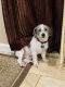 Miniature Schnauzer Puppies for sale in Hillsborough Township, NJ 08844, USA. price: NA