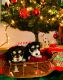 Miniature Schnauzer Puppies for sale in Aurora, CO, USA. price: $800