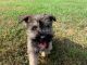 Miniature Schnauzer Puppies for sale in Erial, NJ 08081, USA. price: NA