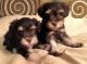 Miniature Schnauzer Puppies for sale in Gainesville, FL, USA. price: NA