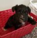 Miniature Schnauzer Puppies for sale in Acworth, GA 30101, USA. price: $950