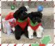 Miniature Schnauzer Puppies for sale in Urbana, MD 21704, USA. price: $1,000