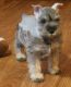 Miniature Schnauzer Puppies for sale in Lansing, MI, USA. price: NA