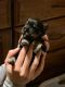 Miniature Schnauzer Puppies for sale in Baltic, SD 57003, USA. price: NA